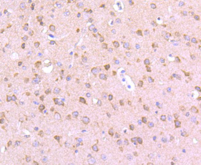 Fig7: Immunohistochemical analysis of paraffin-embedded mouse brain tissue using anti-EIF2C3 antibody. Counter stained with hematoxylin.