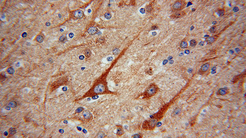 Immunohistochemical of paraffin-embedded human brain using Catalog No:115530(SPAG16 antibody) at dilution of 1:100 (under 40x lens)
