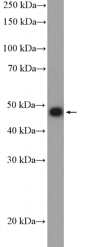 BxPC-3 cells were subjected to SDS PAGE followed by western blot with Catalog No:109844(DCN Antibody) at dilution of 1:1000