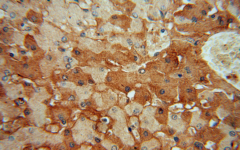 Immunohistochemical of paraffin-embedded human liver using Catalog No:114898(RPL6 antibody) at dilution of 1:50 (under 40x lens)