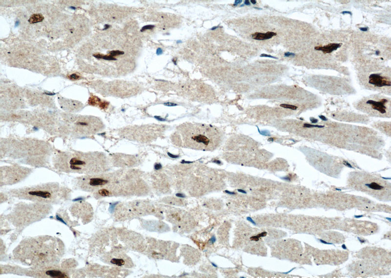 Immunohistochemical of paraffin-embedded human heart using Catalog No:112439(MAPKAP1 antibody) at dilution of 1:50 (under 40x lens)