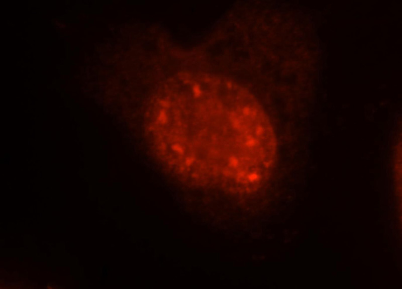 Immunofluorescent analysis of MCF-7 cells, using EIF4A3 antibody Catalog No:110257 at 1:25 dilution and Rhodamine-labeled goat anti-rabbit IgG (red).