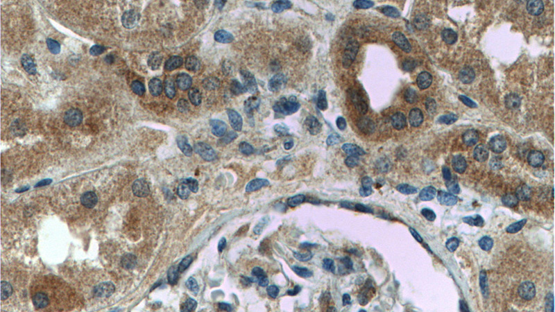 Immunohistochemistry of paraffin-embedded human kidney tissue slide using Catalog No:116975(FAM123B Antibody) at dilution of 1:200 (under 40x lens)