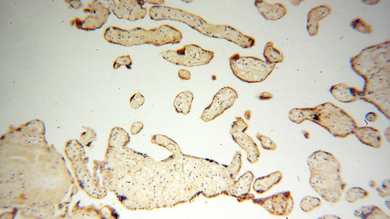 Immunohistochemical of paraffin-embedded human placenta using Catalog No:114302(PSG1 antibody) at dilution of 1:50 (under 10x lens)