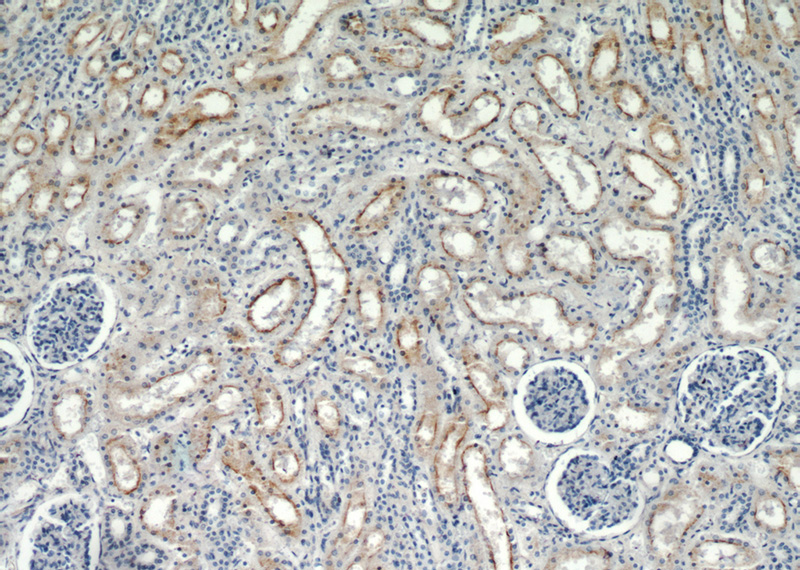 Immunohistochemical of paraffin-embedded human kidney using Catalog No:116406(TRPC4 antibody) at dilution of 1:50 (under 10x lens)