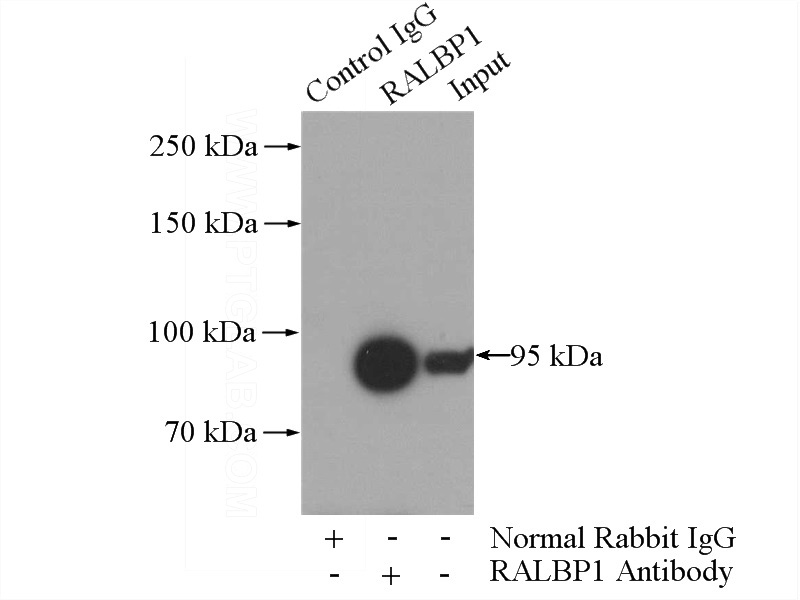 IP Result of anti-RALBP1 (IP:Catalog No:114531, 4ug; Detection:Catalog No:114531 1:800) with K-562 cells lysate 3600ug.