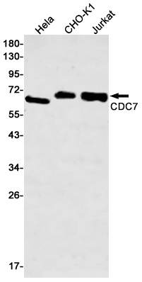 Western blot detection of CDC7 in Hela,CHO-K1,Jurkat cell lysates using CDC7 Rabbit mAb(1:500 diluted).Predicted band size:64kDa.Observed band size:64kDa.