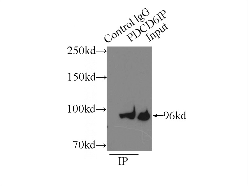 IP Result of anti-ALIX; AIP1 (IP:Catalog No:113768, 3ug; Detection:Catalog No:113768 1:500) with Jurkat cells lysate 4000ug.