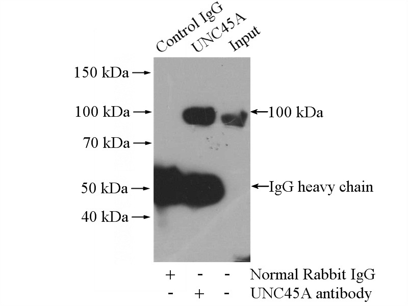 IP Result of anti-UNC45A (IP:Catalog No:116613, 4ug; Detection:Catalog No:116613 1:1000) with HeLa cells lysate 1400ug.