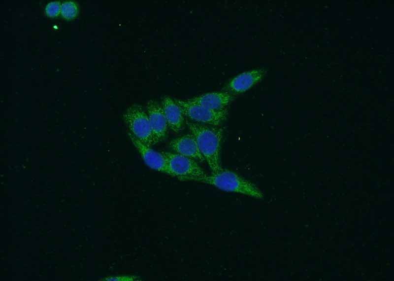 Immunofluorescent analysis of HeLa cells using Catalog No:116816(WDR76 Antibody) at dilution of 1:50 and Alexa Fluor 488-congugated AffiniPure Goat Anti-Rabbit IgG(H+L)
