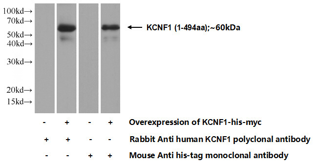 Transfected HEK-293 cells were subjected to SDS PAGE followed by western blot with Catalog No:111930(KCNF1 Antibody) at dilution of 1:1000