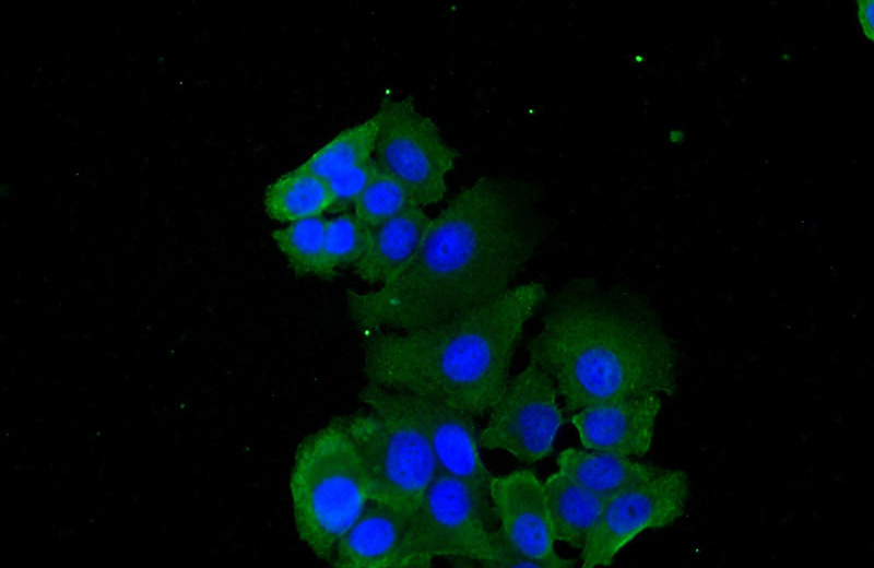 Immunofluorescent analysis of (-20oc Ethanol) fixed MCF-7 cells using Catalog No:107224(FRS2 Antibody) at dilution of 1:50 and Alexa Fluor 488-congugated AffiniPure Goat Anti-Mouse IgG(H+L)