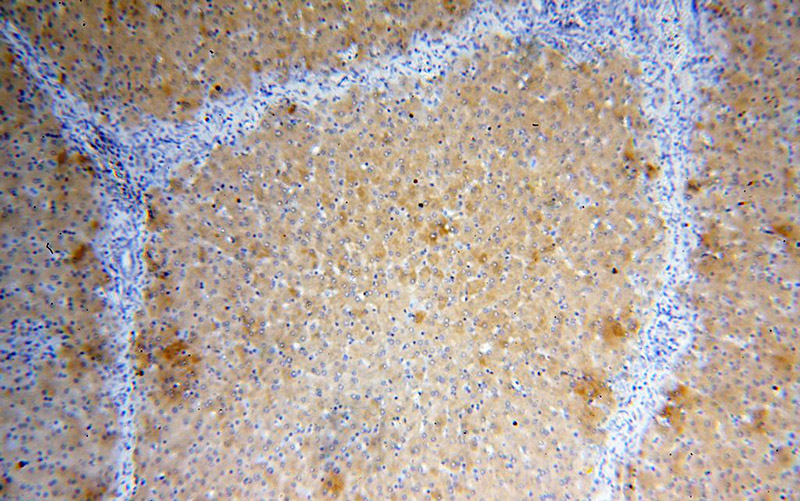 Immunohistochemical of paraffin-embedded human liver using Catalog No:113067(NDUFAF2 antibody) at dilution of 1:100 (under 10x lens)