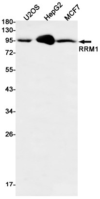 Western blot detection of RRM1 in U2OS,HepG2,MCF7 cell lysates using RRM1 Rabbit mAb(1:500 diluted).Predicted band size:90kDa.Observed band size:90kDa.