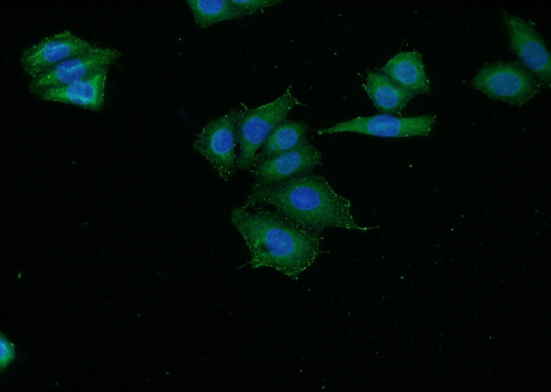 Immunofluorescent analysis of HeLa cells using Catalog No:108603(C16orf13 Antibody) at dilution of 1:50 and Alexa Fluor 488-congugated AffiniPure Goat Anti-Rabbit IgG(H+L)