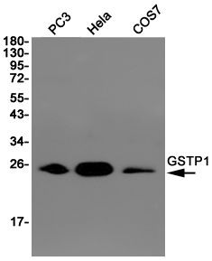 Western blot detection of GSTP1 in PC3,Hela,COS7 cell lysates using GSTP1 (9D4) Mouse mAb(1:1000 diluted).Predicted band size:23KDa.Observed band size:23KDa.