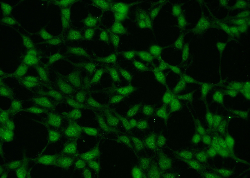 Immunofluorescent analysis of HEK-293 cells using Catalog No:114754(RNF219 Antibody) at dilution of 1:50 and Alexa Fluor 488-congugated AffiniPure Goat Anti-Rabbit IgG(H+L)