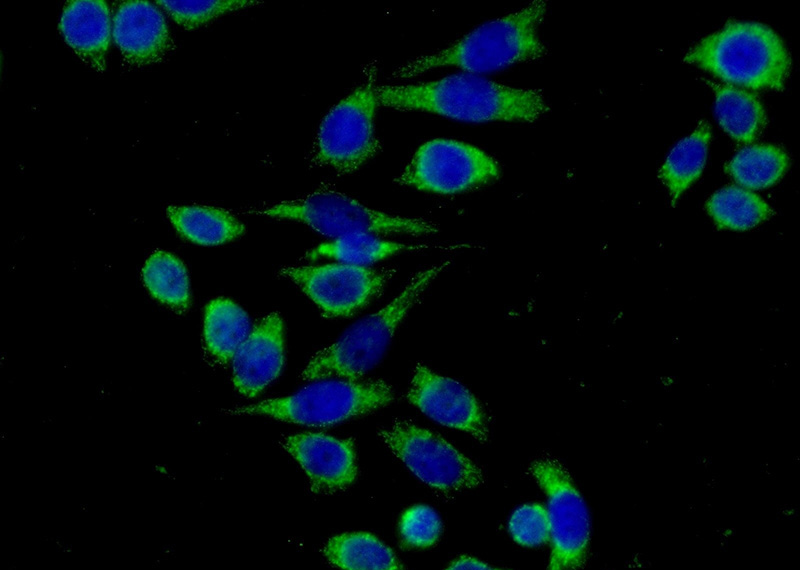 Immunofluorescent analysis of (-20oc Ethanol) fixed PC-3 cells using Catalog No:112312(LPXN Antibody) at dilution of 1:50 and Alexa Fluor 488-congugated AffiniPure Goat Anti-Rabbit IgG(H+L)