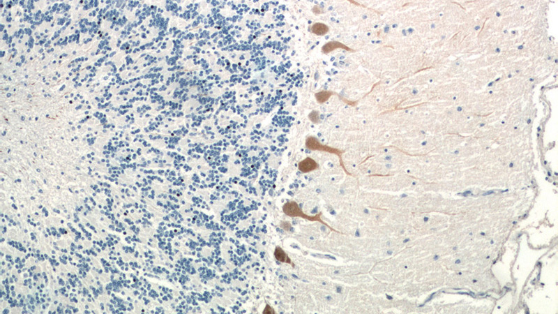 Immunohistochemistry of paraffin-embedded human cerebellum tissue slide using Catalog No:113749(PCP4 Antibody) at dilution of 1:50 (under 10x lens)