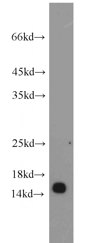 L02 cells were subjected to SDS PAGE followed by western blot with Catalog No:114044(POLR2I antibody) at dilution of 1:500
