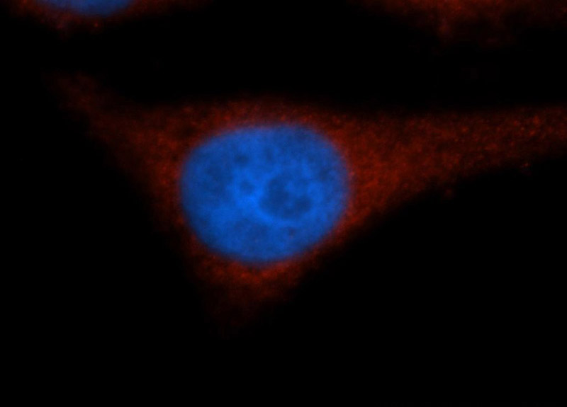 Immunofluorescent analysis of HepG2 cells, using EIF2A antibody Catalog No:110178 at 1:50 dilution and Rhodamine-labeled goat anti-rabbit IgG (red). Blue pseudocolor = DAPI (fluorescent DNA dye).