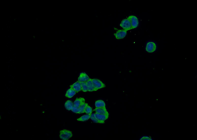 Immunofluorescent analysis of HEK-293 cells using Catalog No:111088(GPC3 Antibody) at dilution of 1:50 and Alexa Fluor 488-congugated AffiniPure Goat Anti-Rabbit IgG(H+L)