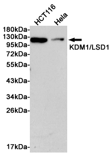 Western blotanalysis of extracts from HCT116 and Hela cells using KDM1/LSD1 Rabbit pAb at 1:1000 dilution. Predicted band size: 92kDa. Observed band size: 110kDa.