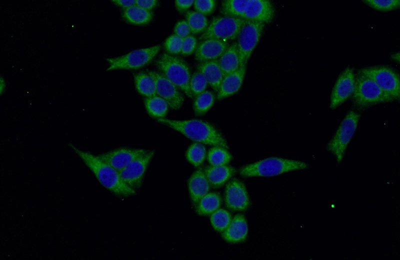 Immunofluorescent analysis of HeLa cells using Catalog No:116099(TMEM141 Antibody) at dilution of 1:50 and Alexa Fluor 488-congugated AffiniPure Goat Anti-Rabbit IgG(H+L)
