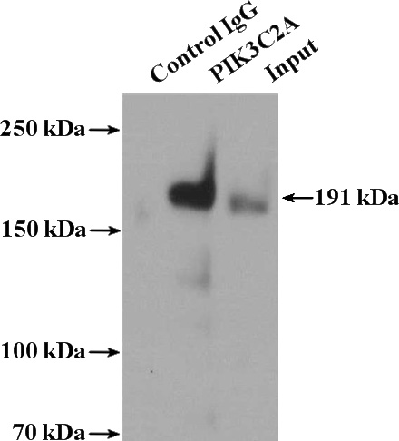 IP Result of anti-PIK3C2A (IP:Catalog No:113901, 4ug; Detection:Catalog No:113901 1:1000) with PC-3 cells lysate 3200ug.