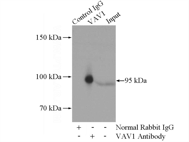 IP Result of anti-VAV1 (IP:Catalog No:116721, 4ug; Detection:Catalog No:116721 1:500) with K-562 cells lysate 1200ug.