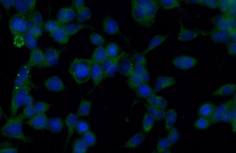 Immunofluorescent analysis of (-20oc Ethanol) fixed Neuro-2a cells using Catalog No:115270(SHD Antibody) at dilution of 1:50 and Alexa Fluor 488-congugated AffiniPure Goat Anti-Rabbit IgG(H+L)