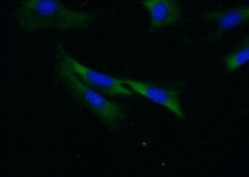 Immunofluorescent analysis of (-20oc Ethanol) fixed NIH/3T3 cells using Catalog No:113846(PRKCA Antibody) at dilution of 1:50 and Alexa Fluor 488-congugated AffiniPure Goat Anti-Rabbit IgG(H+L)