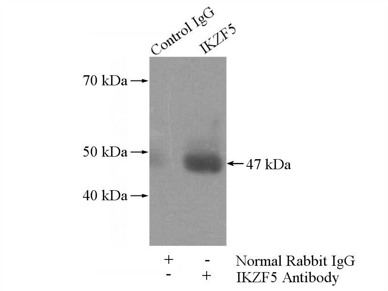 IP Result of anti-IKZF5 (IP:Catalog No:111651, 4ug; Detection:Catalog No:111651 1:300) with Jurkat cells lysate 2800ug.