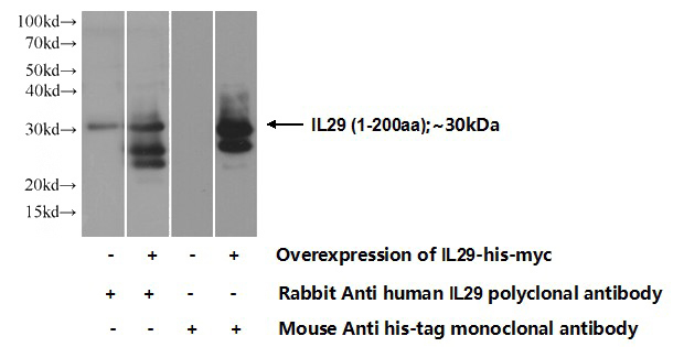 Transfected HEK-293 cells were subjected to SDS PAGE followed by western blot with Catalog No:111732(IL29 Antibody) at dilution of 1:700