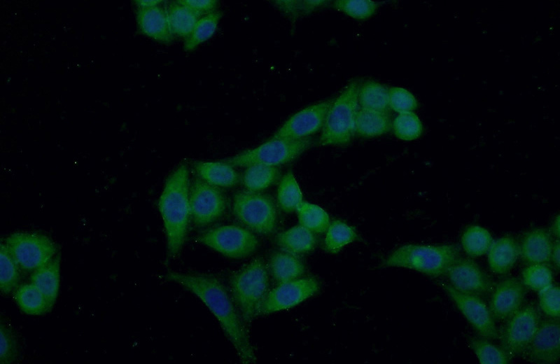 Immunofluorescent analysis of HeLa cells using Catalog No:109560(CRIP2 Antibody) at dilution of 1:50 and Alexa Fluor 488-congugated AffiniPure Goat Anti-Rabbit IgG(H+L)