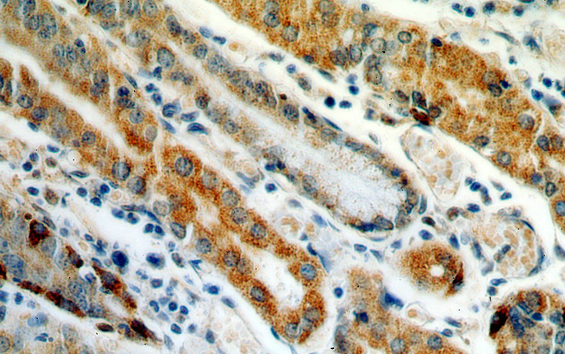 Immunohistochemical of paraffin-embedded human stomach using Catalog No:109481(PTGS1 antibody) at dilution of 1:50 (under 40x lens)