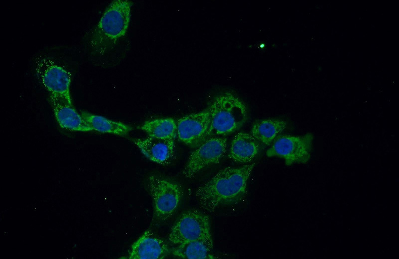 Immunofluorescent analysis of A431 cells using Catalog No:108671(C1orf156 Antibody) at dilution of 1:50 and Alexa Fluor 488-congugated AffiniPure Goat Anti-Rabbit IgG(H+L)