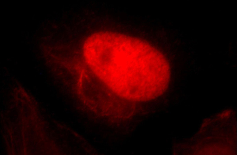 Immunofluorescent analysis of Hela cells, using HTATSF1 antibody Catalog No:111706 at 1:25 dilution and Rhodamine-labeled goat anti-rabbit IgG (red).
