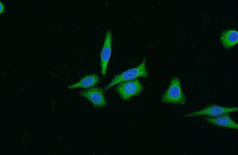 Immunofluorescent analysis of (-20oc Ethanol) fixed HeLa cells using Catalog No:110455(FAK Antibody) at dilution of 1:50 and Alexa Fluor 488-congugated AffiniPure Goat Anti-Rabbit IgG(H+L)