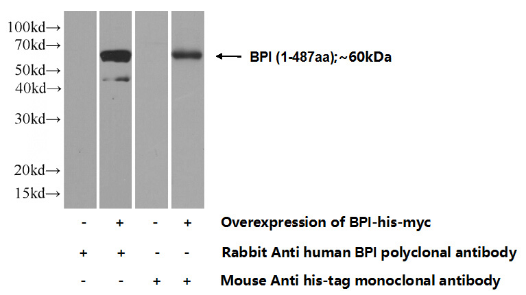 Transfected HEK-293 cells were subjected to SDS PAGE followed by western blot with Catalog No:117217(BPI Antibody) at dilution of 1:1000