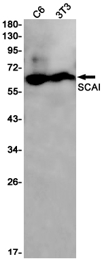 Western blot detection of SCAI in C6,3T3 cell lysates using SCAI Rabbit pAb(1:1000 diluted).Predicted band size:70kDa.Observed band size:60kDa.