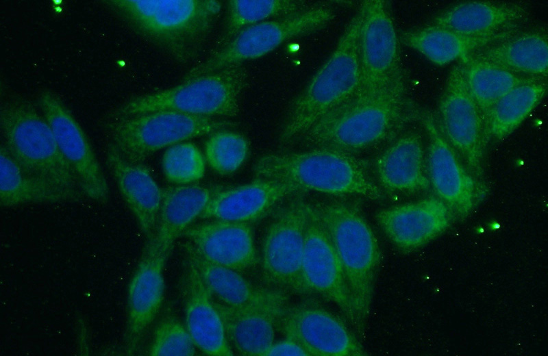 Immunofluorescent analysis of (10% Formaldehyde) fixed HepG2 cells using Catalog No:107695(ACSL1 Antibody) at dilution of 1:50 and Alexa Fluor 488-congugated AffiniPure Goat Anti-Rabbit IgG(H+L)