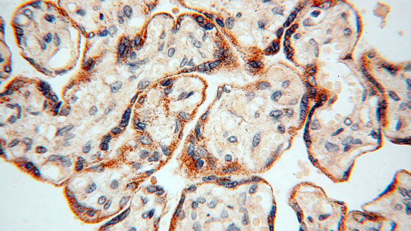 Immunohistochemical of paraffin-embedded human placenta using Catalog No:116584(USMG5 antibody) at dilution of 1:100 (under 40x lens)