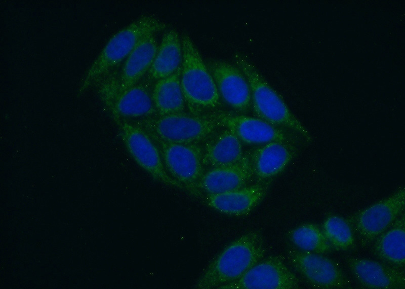 Immunofluorescent analysis of (10% Formaldehyde) fixed HepG2 cells using Catalog No:115854(TARS2 Antibody) at dilution of 1:50 and Alexa Fluor 488-congugated AffiniPure Goat Anti-Rabbit IgG(H+L)
