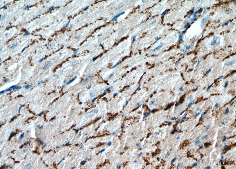 Immunohistochemical of paraffin-embedded mouse heart using Catalog No:109453(GJA1 antibody) at dilution of 1:50 (under 40x lens)
