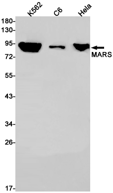 Western blot detection of MARS in K562,C6,Hela cell lysates using MARS Rabbit pAb(1:1000 diluted).Predicted band size:101kDa.Observed band size:101kDa.