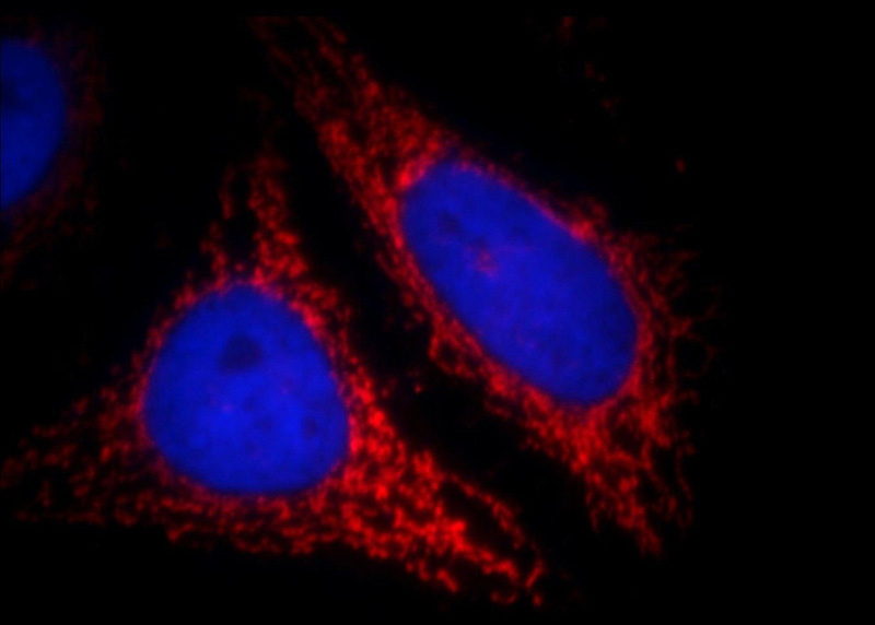 Immunofluorescent analysis of HepG2 cells, using ABCB9 antibody Catalog No:107800 at 1:25 dilution and Rhodamine-labeled goat anti-rabbit IgG (red).Blue pseudocolor = DAPI (fluorescent DNA dye).