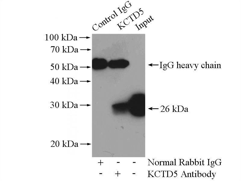 IP Result of anti-KCTD5 (IP:Catalog No:112021, 4ug; Detection:Catalog No:112021 1:500) with HeLa cells lysate 1200ug.
