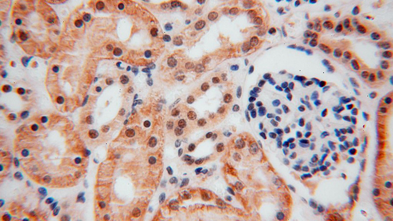 Immunohistochemical of paraffin-embedded human kidney using Catalog No:109465(COPS7A antibody) at dilution of 1:50 (under 40x lens)