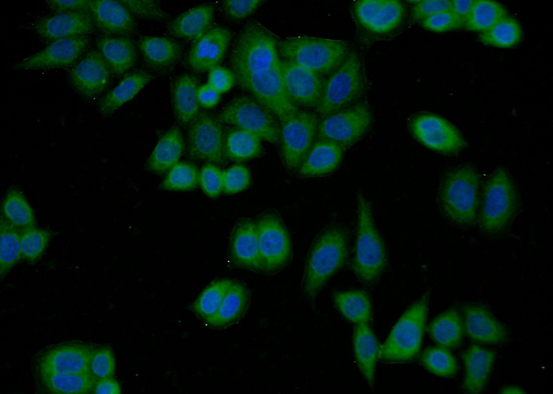 Immunofluorescent analysis of HeLa cells using Catalog No:113461(OAS3 Antibody) at dilution of 1:50 and Alexa Fluor 488-congugated AffiniPure Goat Anti-Rabbit IgG(H+L)